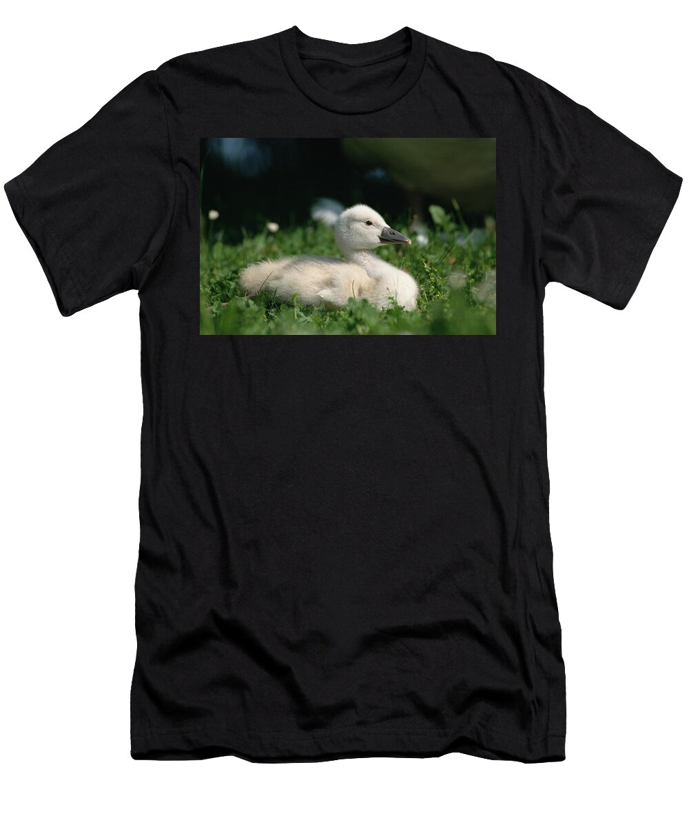 Mp T-Shirt featuring the photograph Mute Swan Cygnus Olor Chick, Germany by Konrad Wothe