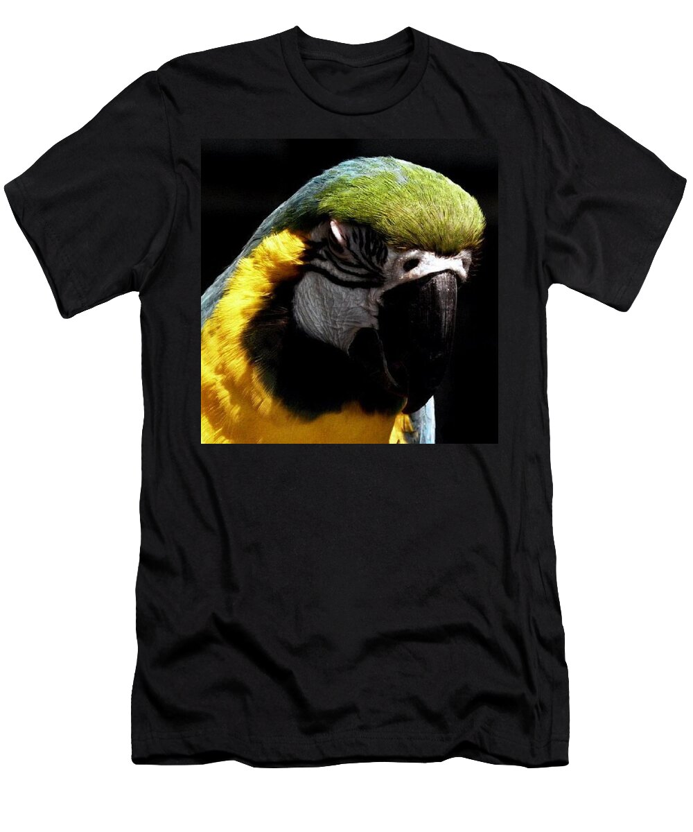 Macaw T-Shirt featuring the photograph Nap Time by Kim Galluzzo Wozniak