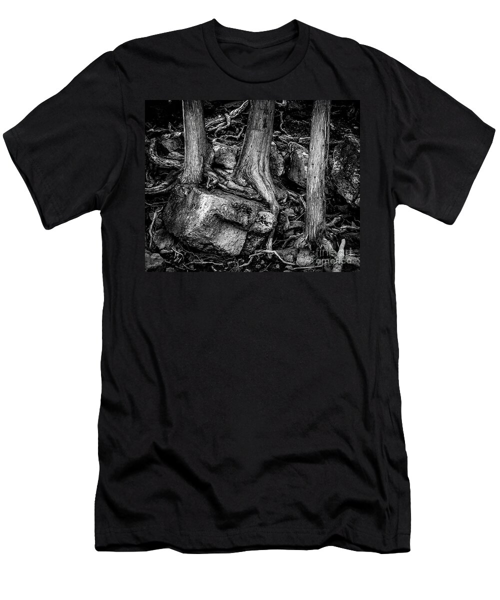 Root T-Shirt featuring the photograph Old Cedar by Perry Webster