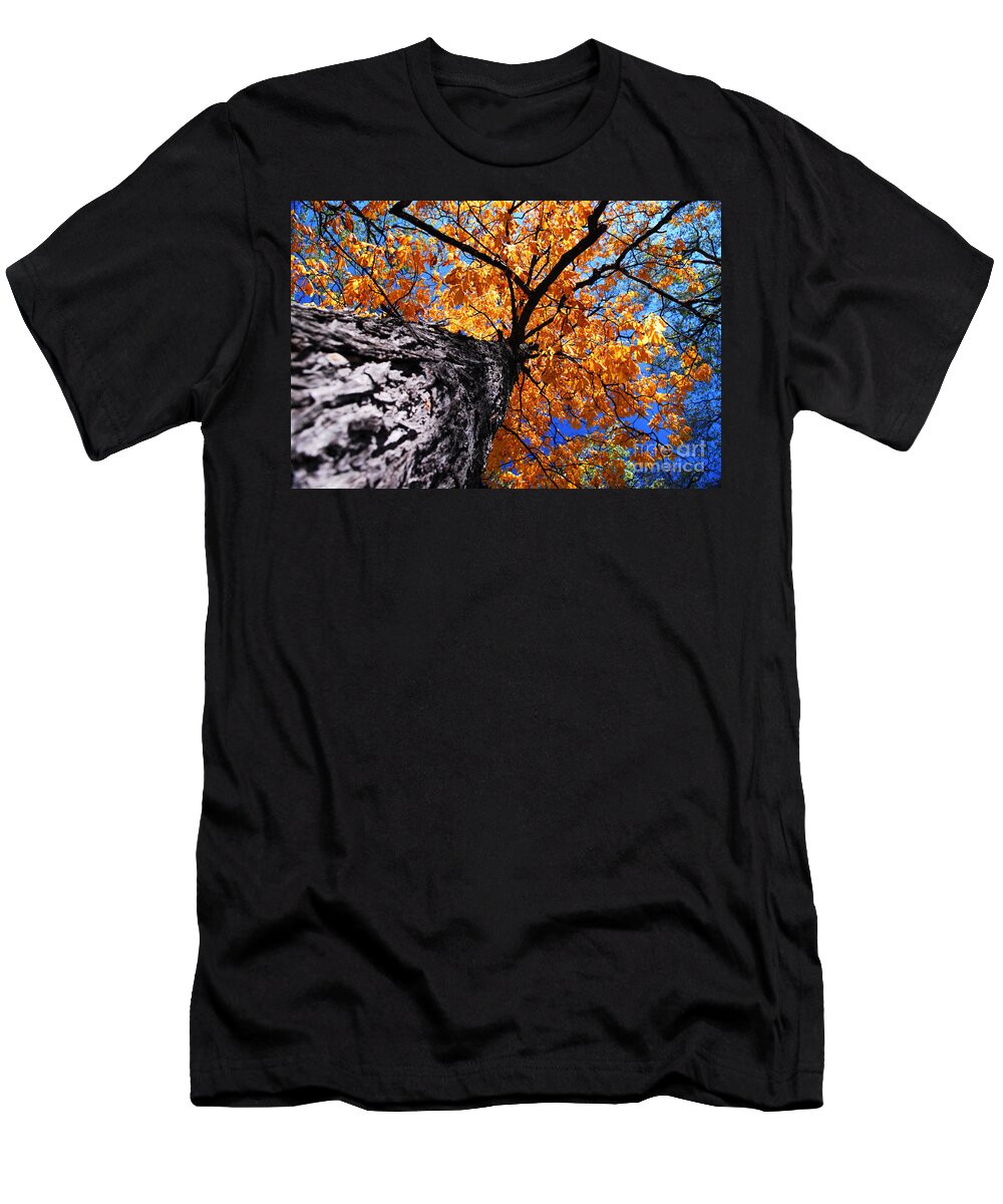 Tree T-Shirt featuring the photograph Old elm tree in the fall by Elena Elisseeva