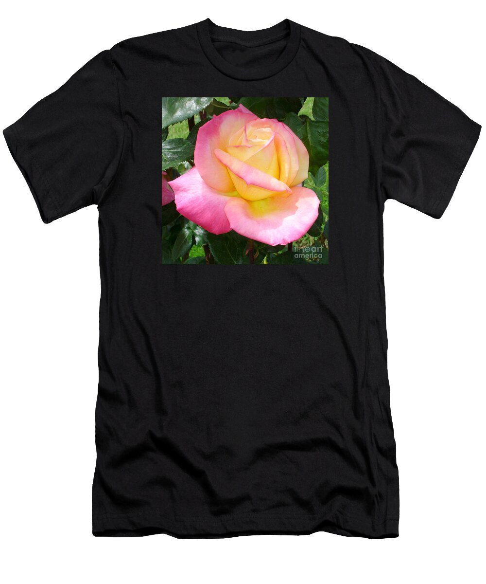 Rose T-Shirt featuring the photograph Pink Yellow Beauty by Tatyana Searcy