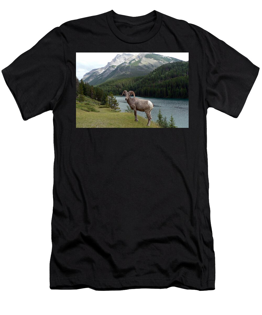 Portrait T-Shirt featuring the photograph Portrait of a BigHorn Sheep at Lake Minnewanka by Laurel Best
