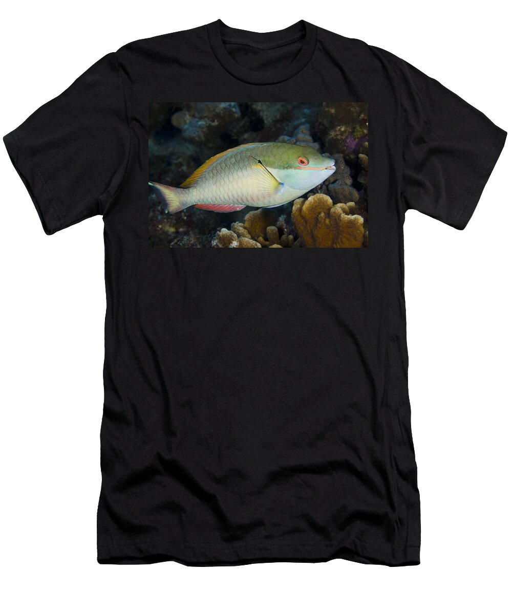 00462778 T-Shirt featuring the photograph Red-banded Parrotfish Bonaire by Pete Oxford