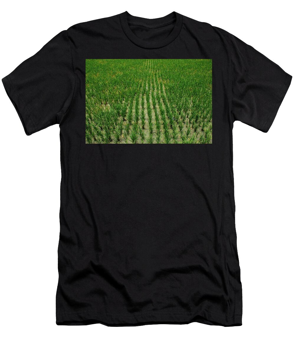 Travel T-Shirt featuring the photograph Rice Field by Perry Van Munster