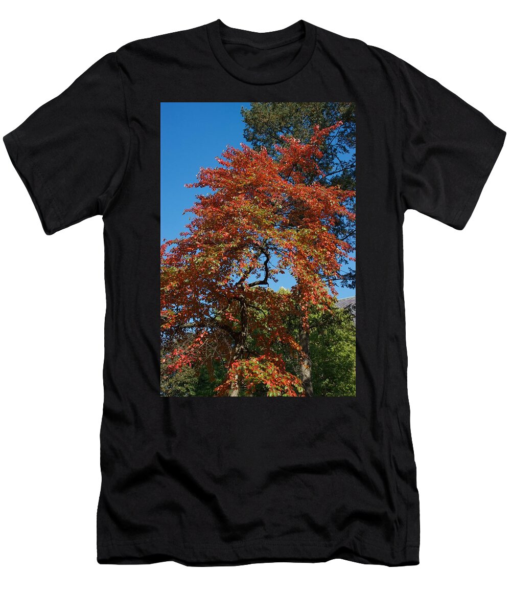 Fall T-Shirt featuring the photograph Soaring Fall by Joseph Yarbrough