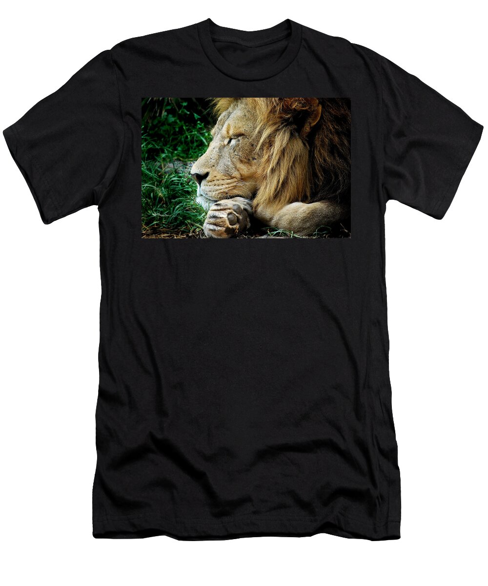 Lion T-Shirt featuring the photograph The Lions Sleeps by Michelle Wrighton