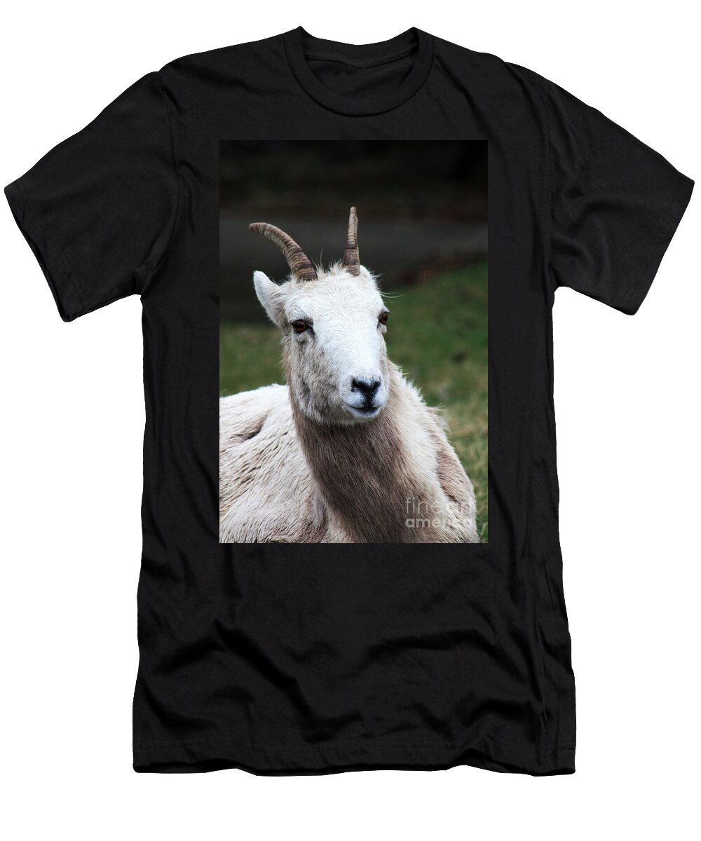 Ram T-Shirt featuring the photograph To The Left...To The Left by Alyce Taylor
