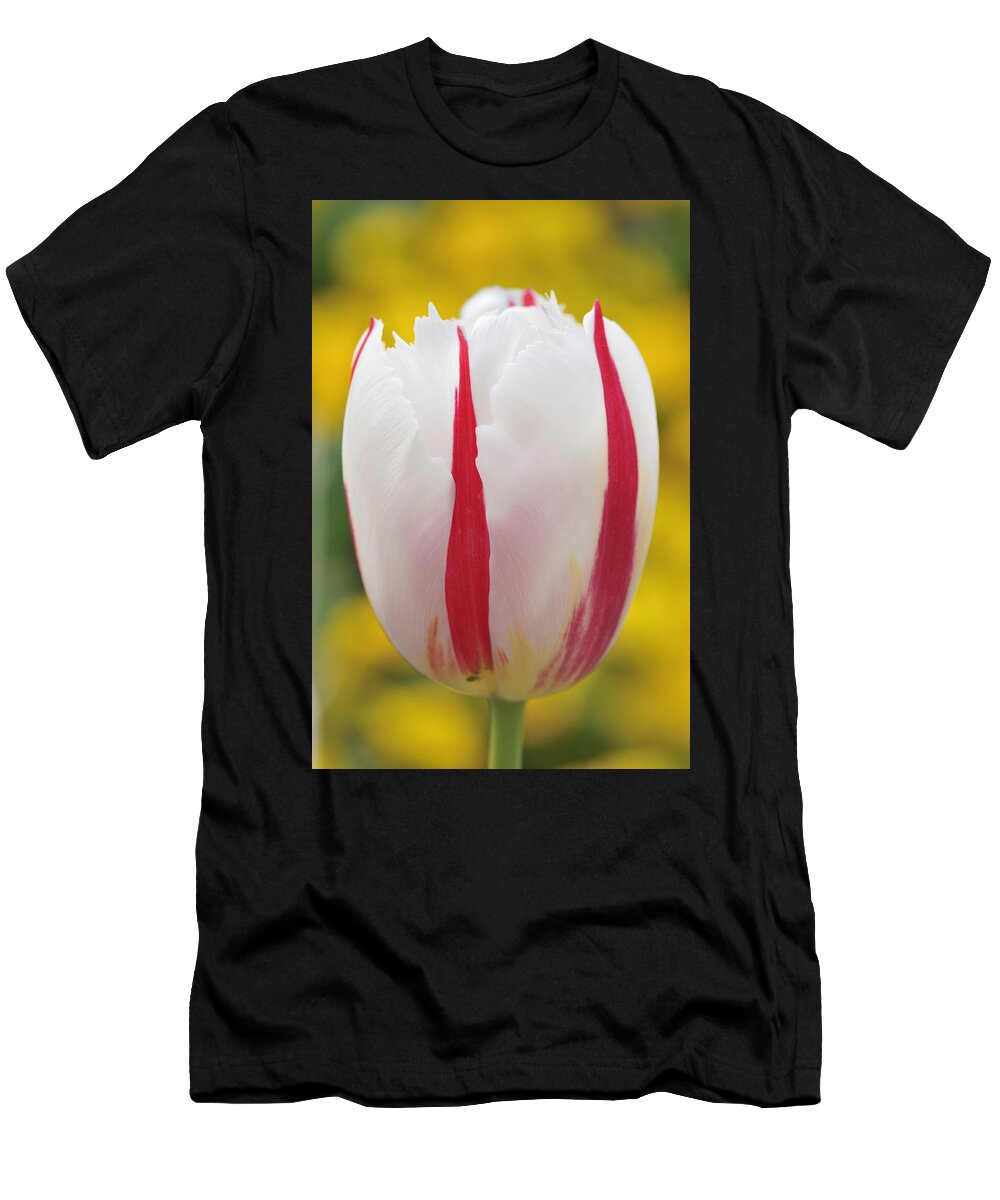 Tulip T-Shirt featuring the photograph Tulip white and red by Matthias Hauser