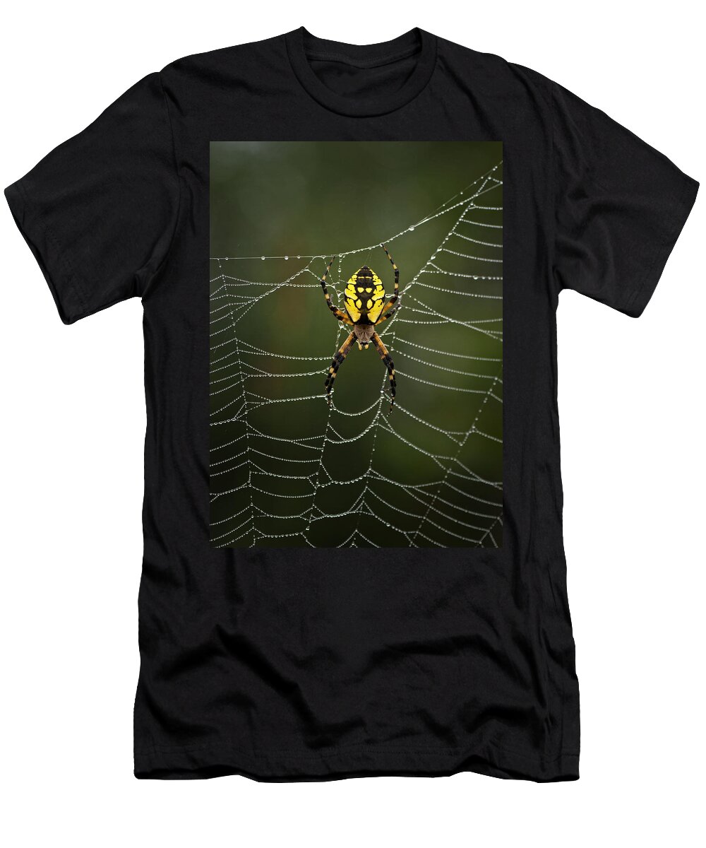 Spider T-Shirt featuring the photograph Weave Master by Sue Capuano