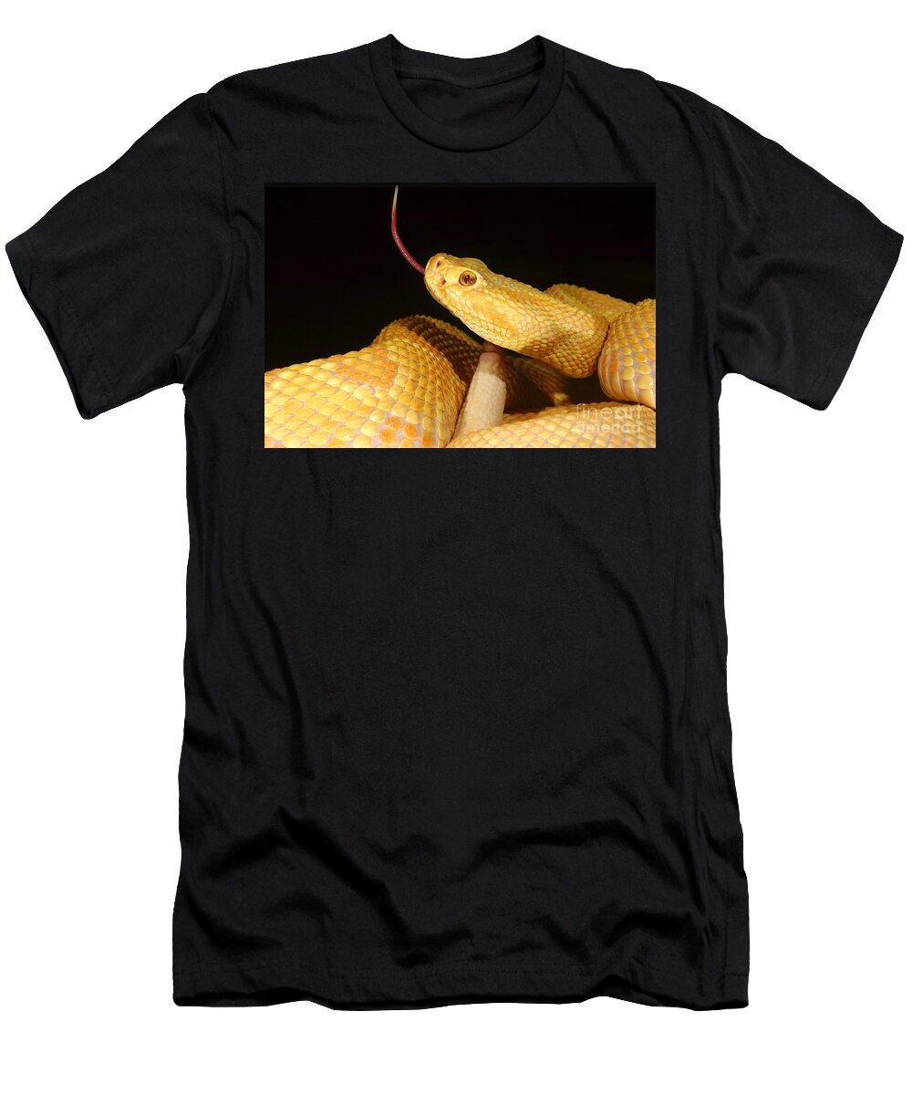 Brazilian Rattlesnake T-Shirt featuring the photograph Albino Brazilian Rattlesnake #1 by Dant Fenolio