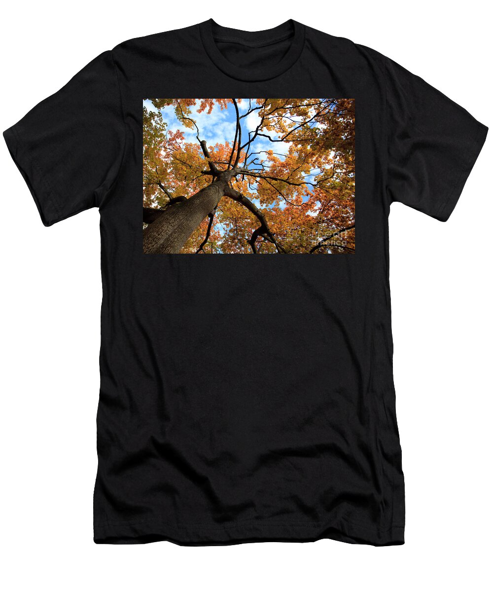 Tree T-Shirt featuring the photograph Autumn Tree #1 by Nailia Schwarz