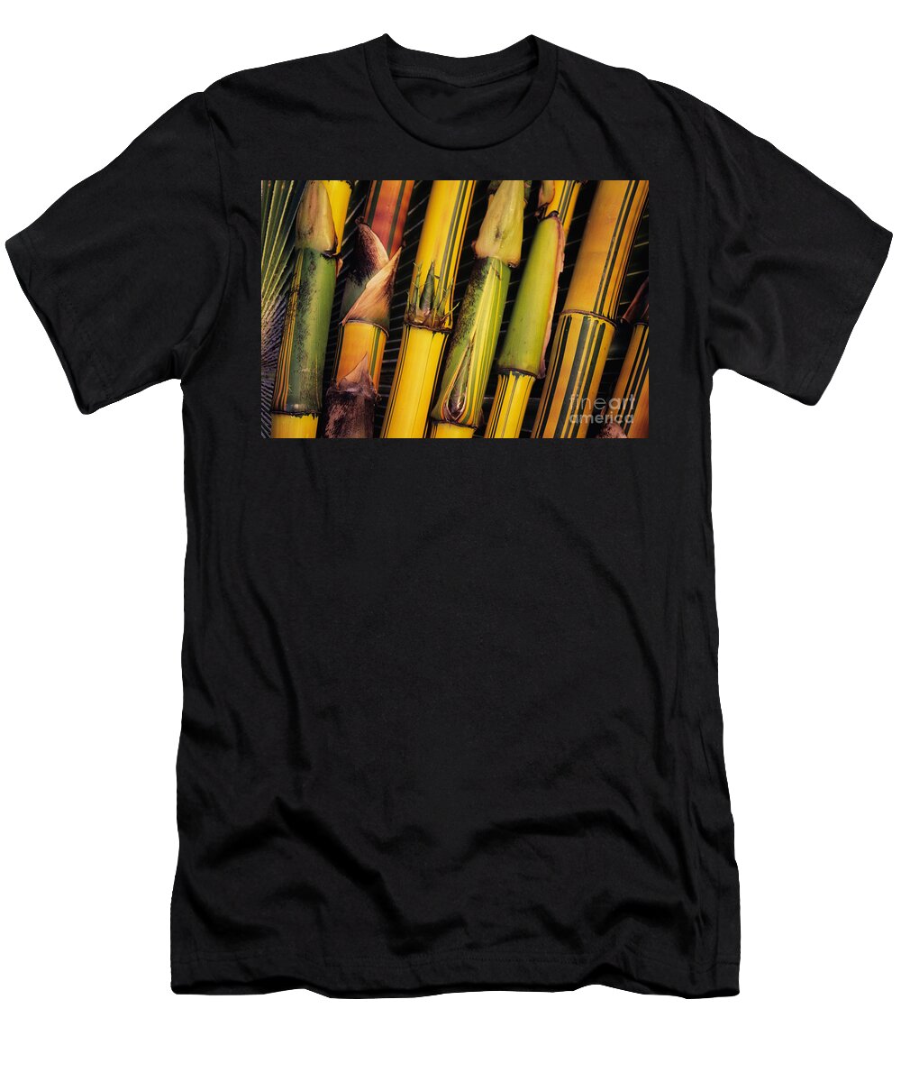 Bamboo T-Shirt featuring the photograph Bamboo Stalks #1 by Ron Dahlquist - Printscapes