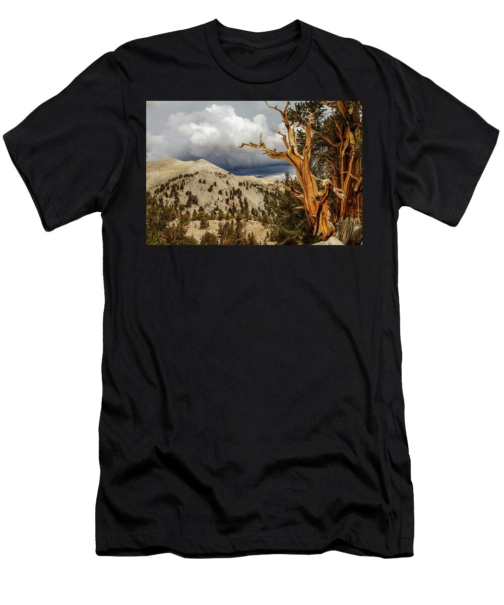 Bristlecone Pine T-Shirt featuring the photograph Bristlecone Pine tree 7 by Duncan Selby