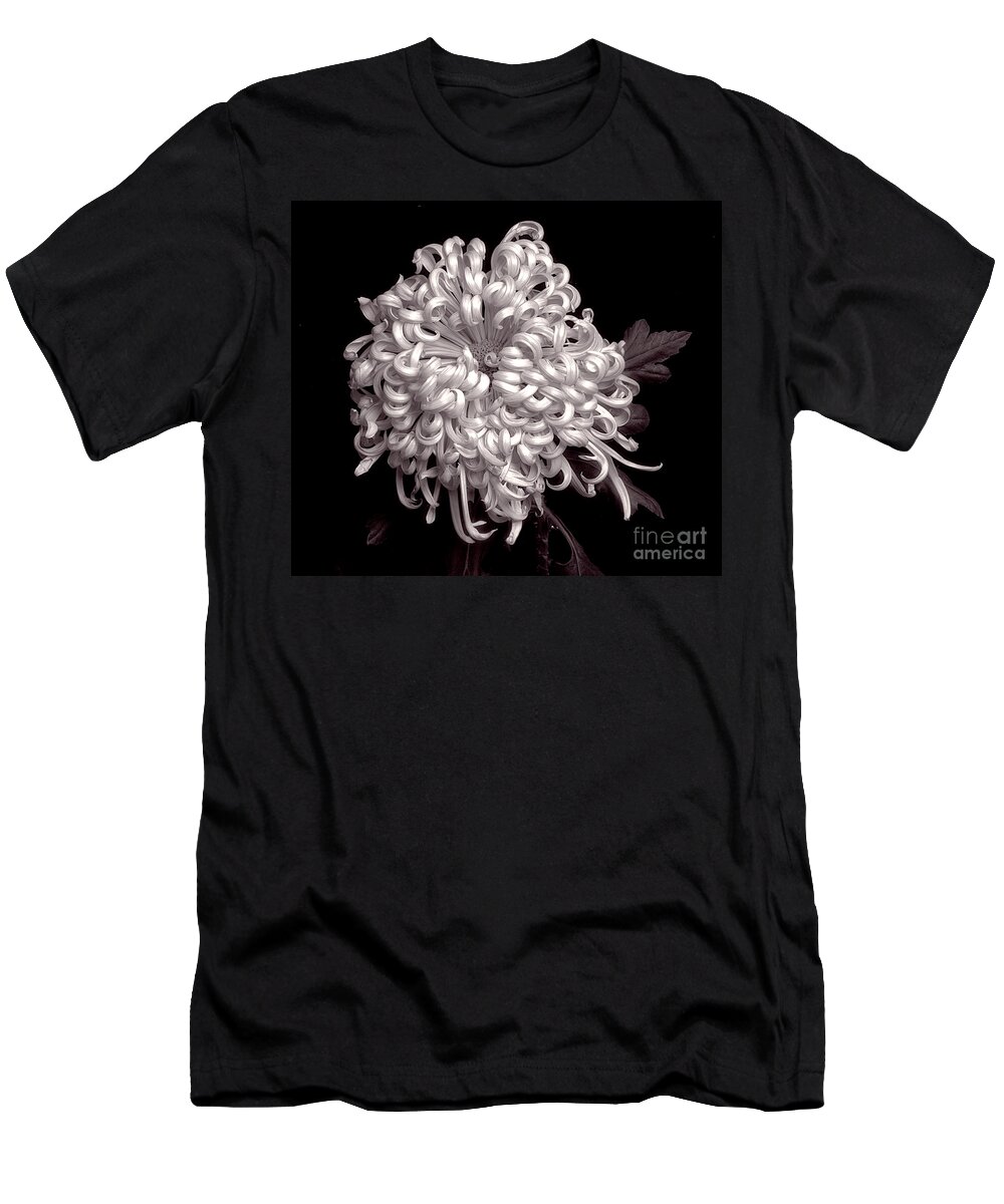 Flower T-Shirt featuring the photograph Chrysanthenmum 'Satin Ribbon' #1 by Ann Jacobson