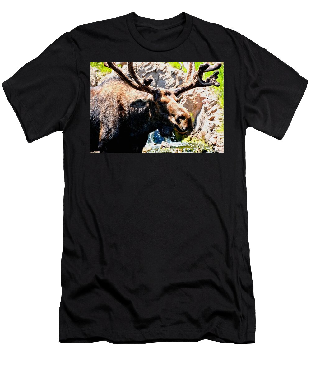 Moose T-Shirt featuring the photograph Colorado Moose #1 by Amy McDaniel