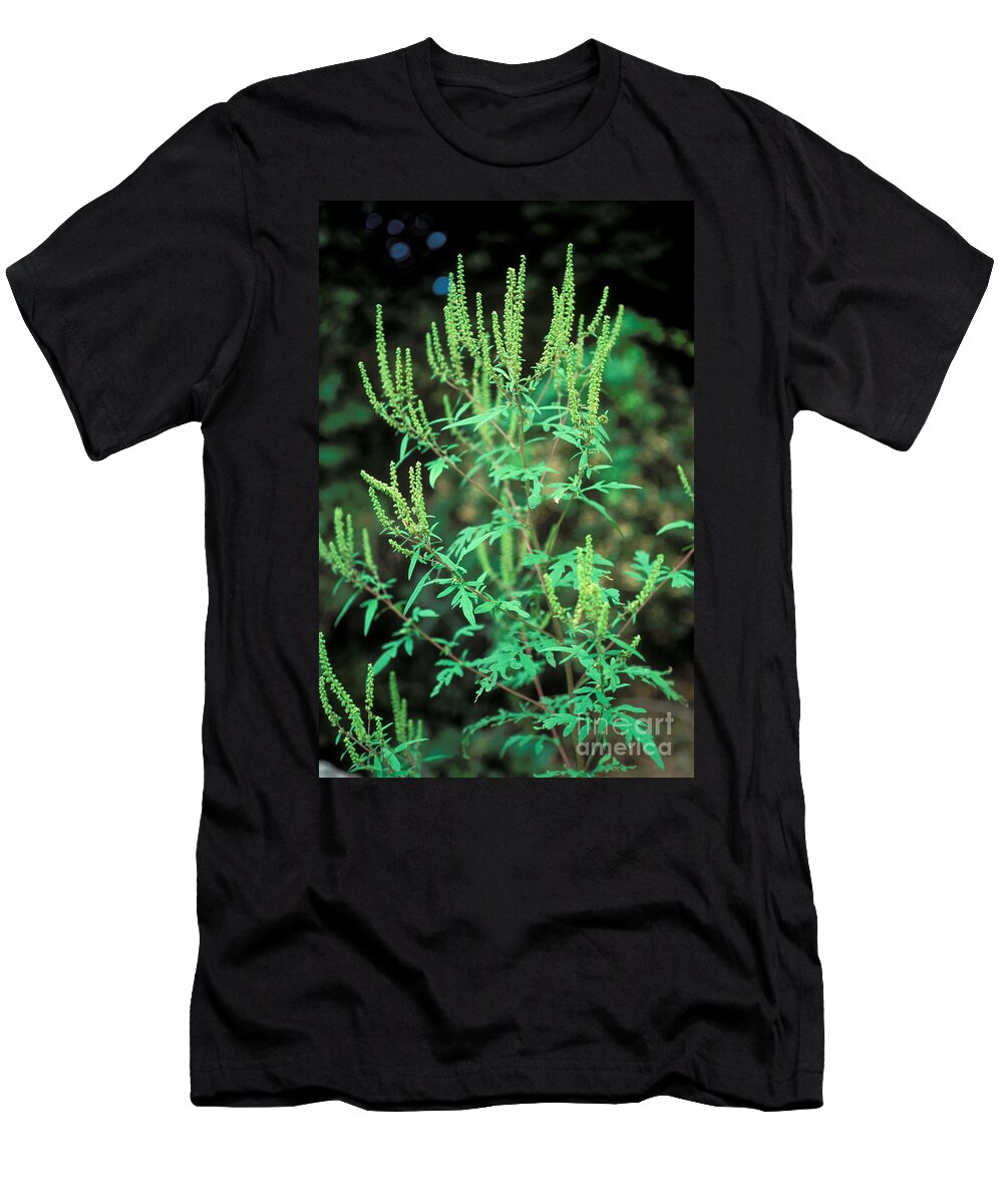 Plant T-Shirt featuring the photograph Common Ragweed In Flower #1 by John Kaprielian