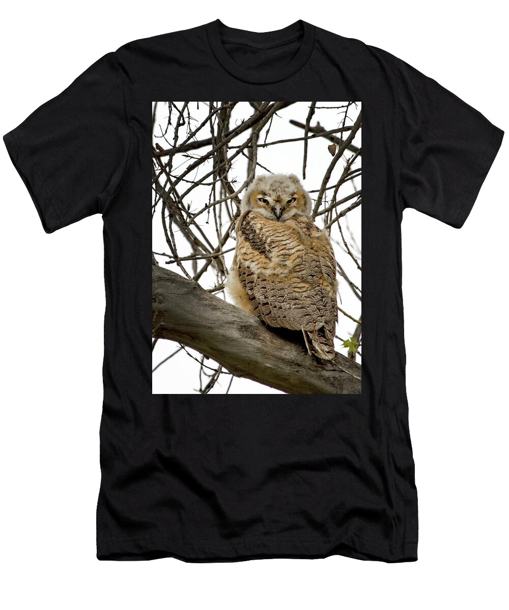 Bubo Virginianus T-Shirt featuring the photograph Great Horned Owlet #1 by Dawn Key