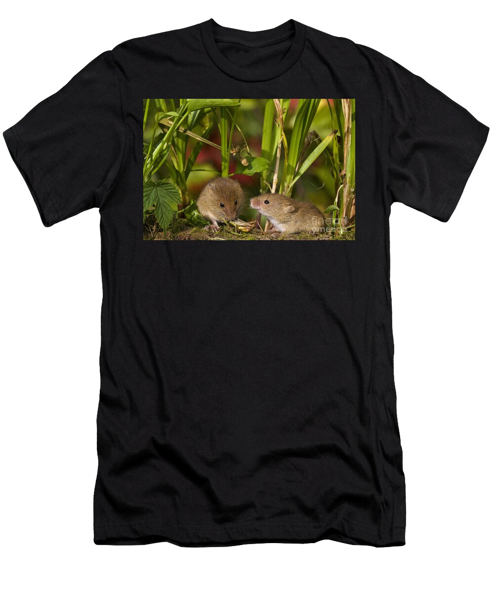 Eurasian Harvest Mouse T-Shirt featuring the photograph Harvest Mice Eating Grasshopper #1 by Jean-Louis Klein & Marie-Luce Hubert