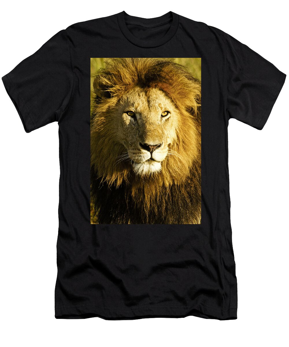Lion T-Shirt featuring the photograph His Royal Highness #1 by Michele Burgess
