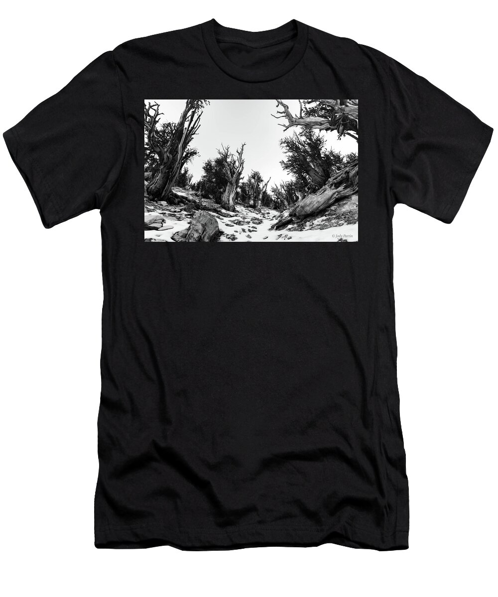 Tree T-Shirt featuring the photograph The Ancients #1 by Jody Partin