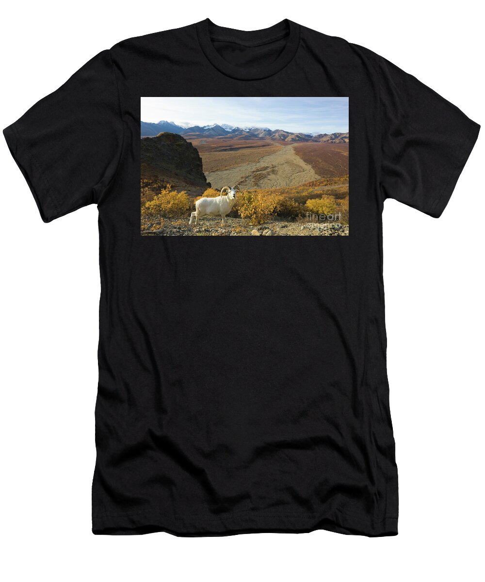 00440961 T-Shirt featuring the photograph Dalls Sheep in Denali #2 by Yva Momatiuk John Eastcott