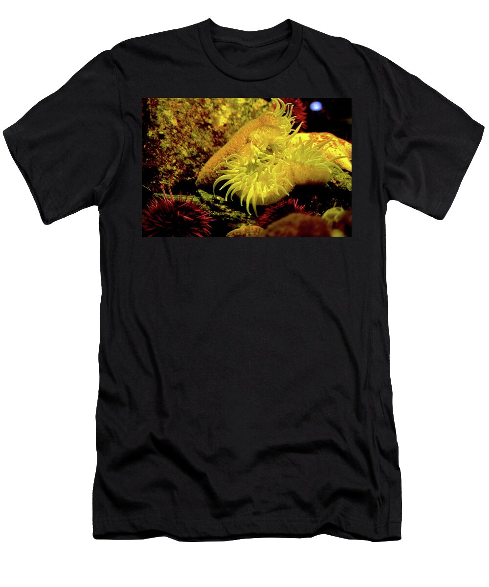 Sea Urchins T-Shirt featuring the photograph Sea Urchins by Kathy Corday