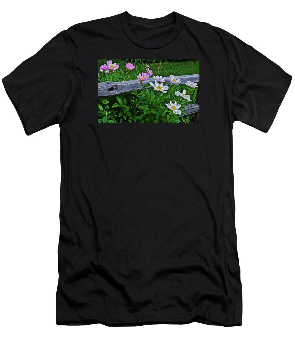 Peonies T-Shirt featuring the photograph 2015 Summer's Eve Neighborhood Garden Front Yard Peonies 2 by Janis Senungetuk