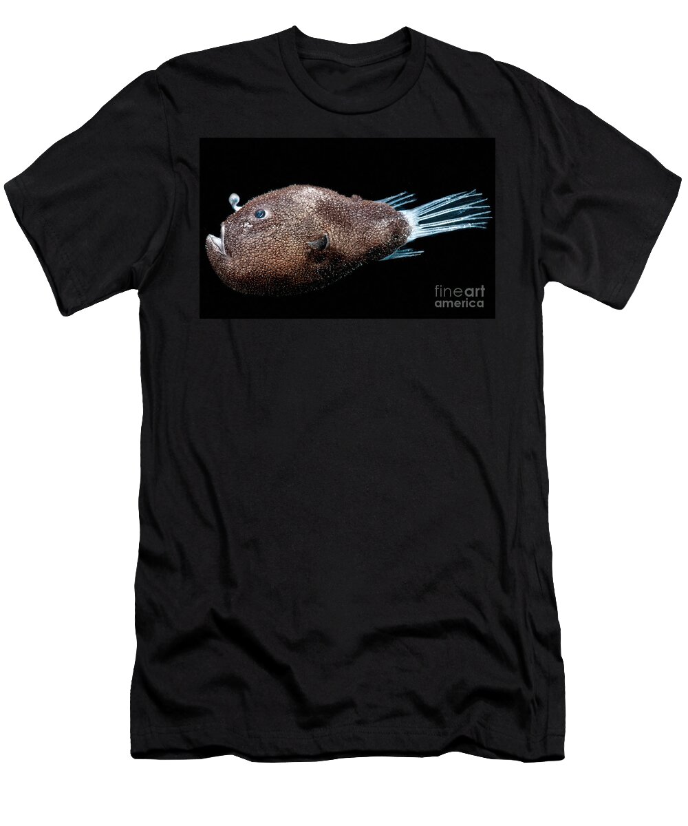 Anglerfish T-Shirt featuring the photograph Triplewart Seadevil #3 by Dant Fenolio