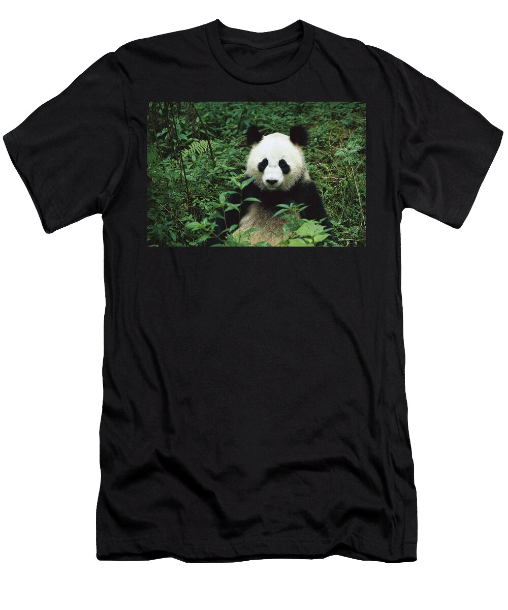 Mp T-Shirt featuring the photograph Giant Panda Ailuropoda Melanoleuca #6 by Cyril Ruoso