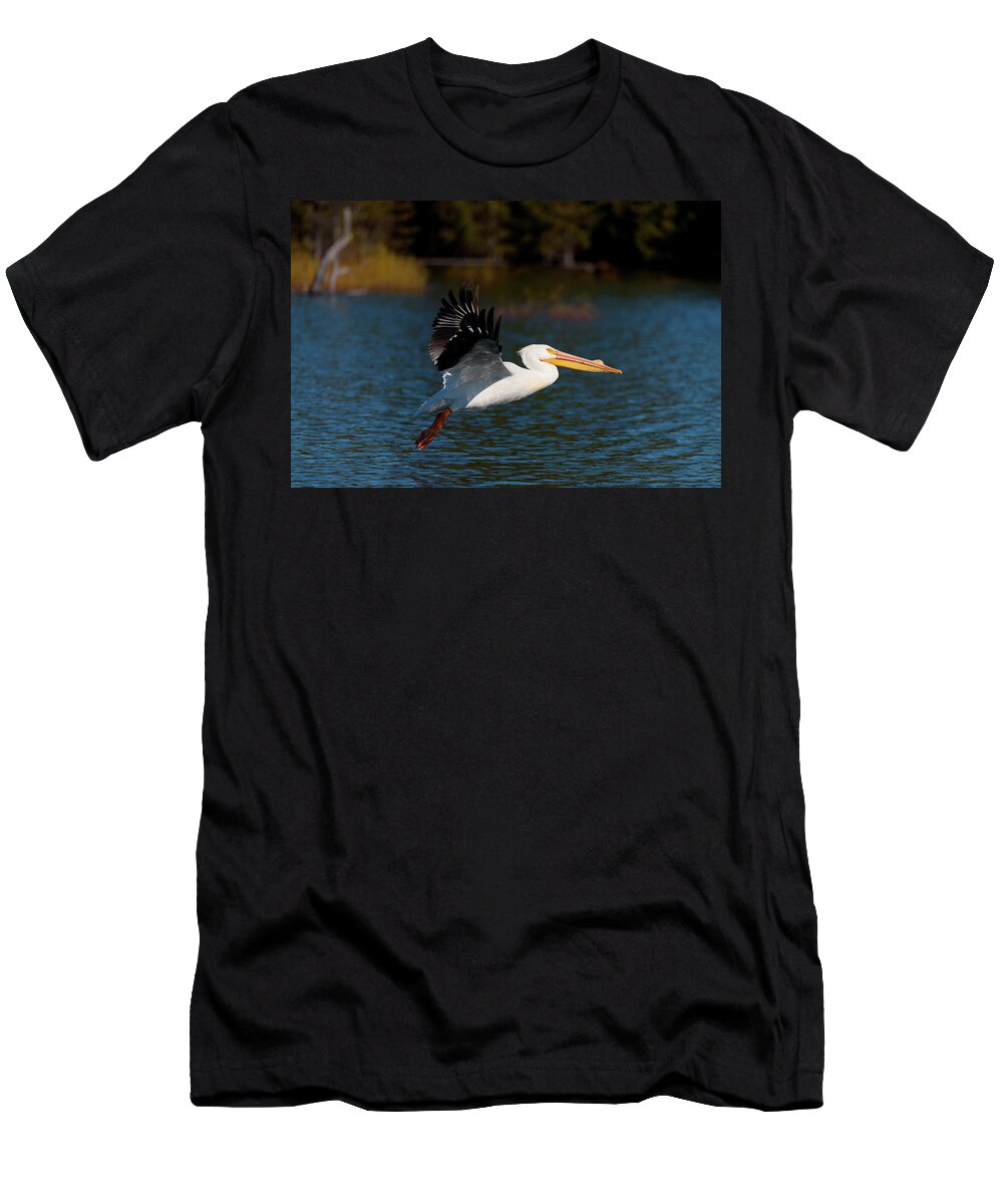 American T-Shirt featuring the photograph American White Pelican by Andrew Kumler