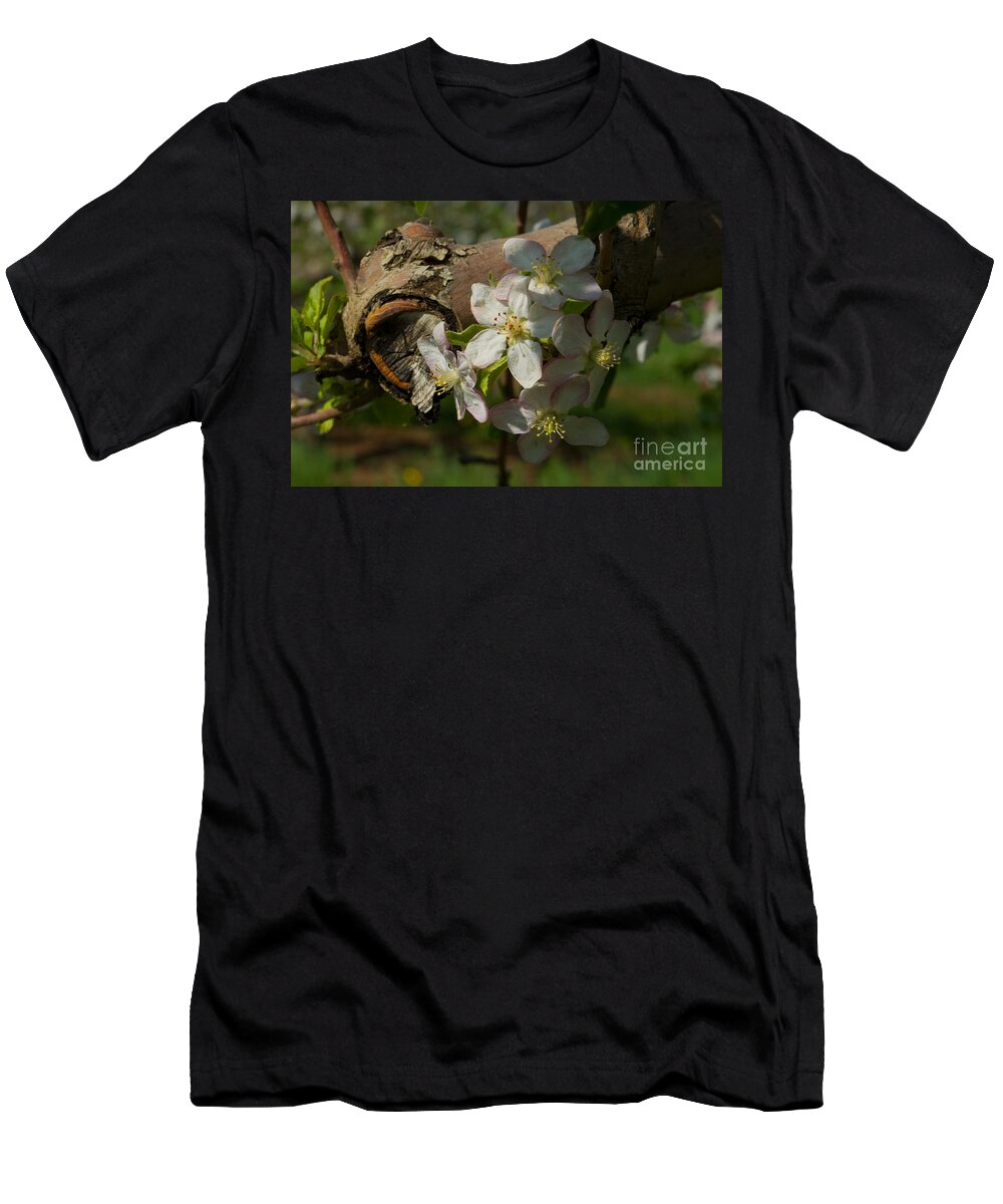 Branch T-Shirt featuring the photograph Apple branch pruned by Ray Konopaske