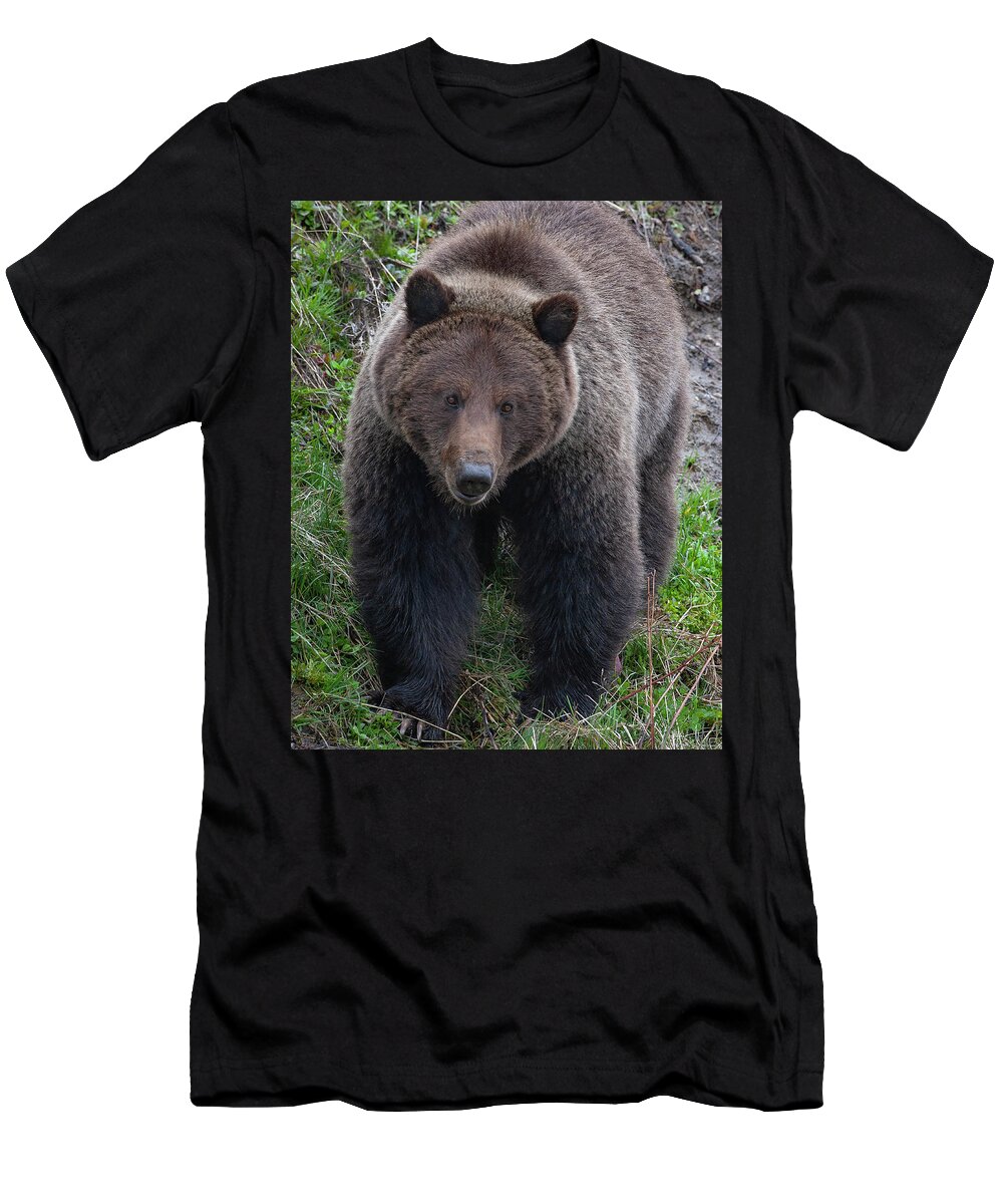 Mark Miller Photos T-Shirt featuring the photograph Approaching Grizzly by Mark Miller