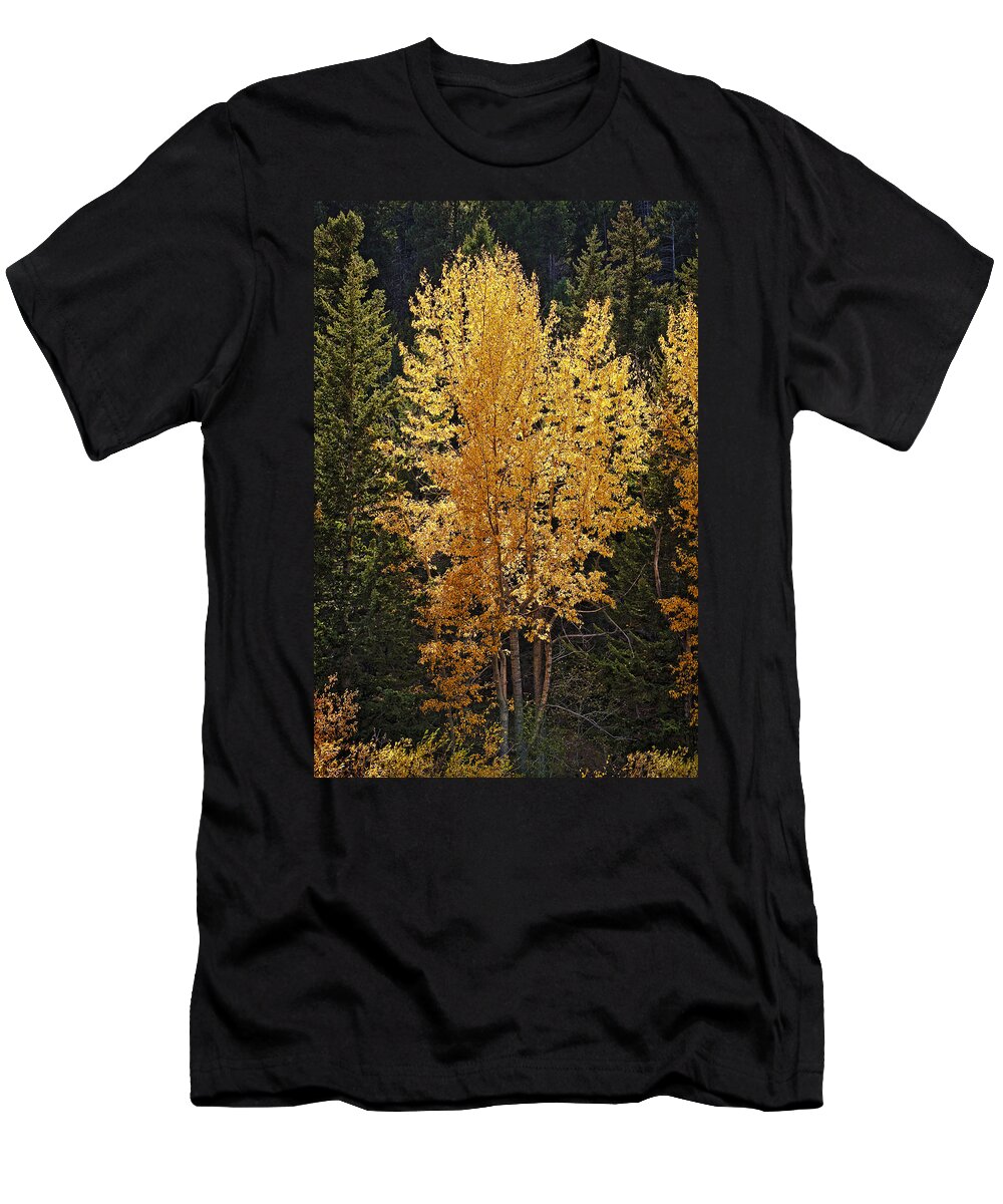 Aspen T-Shirt featuring the photograph Aspen Gold by Kelley King