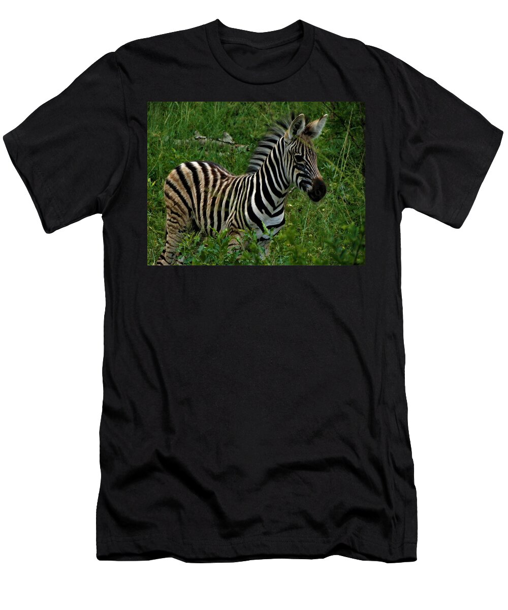 Zebra T-Shirt featuring the photograph Baby Zebra by Vijay Sharon Govender
