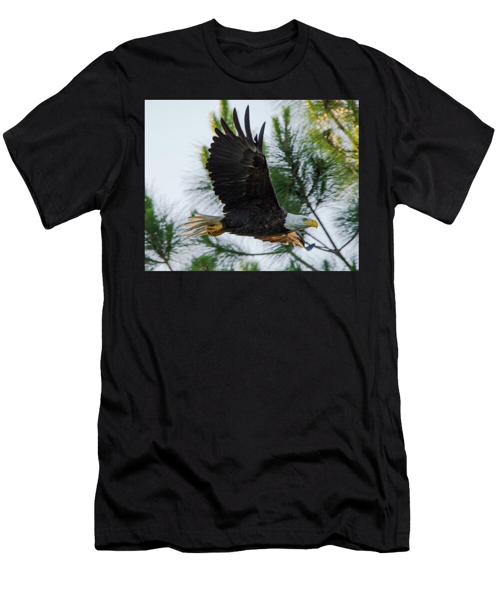 American T-Shirt featuring the photograph Bald Eagle Flying at Dawn by Artful Imagery