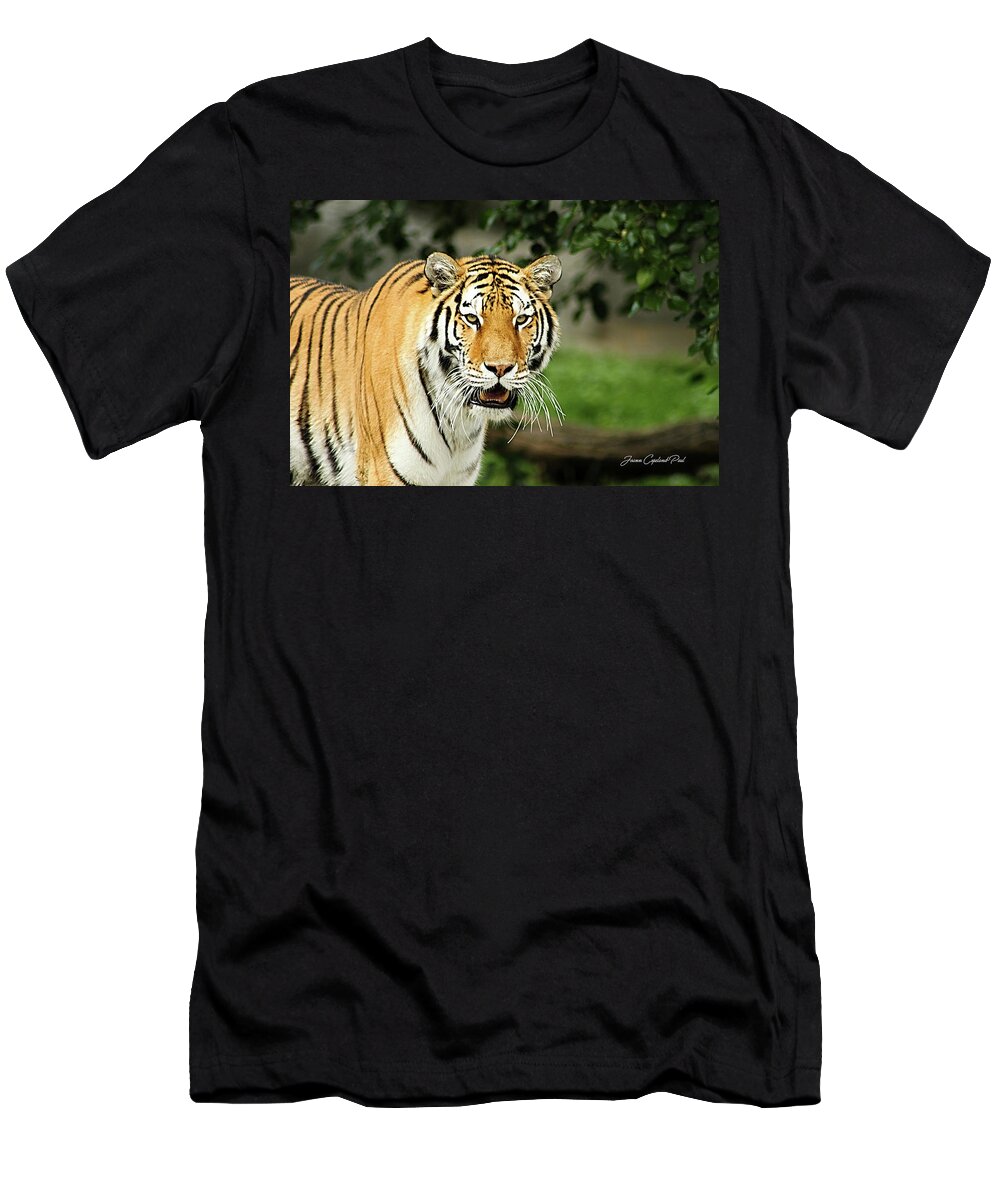 Bengal Tiger T-Shirt featuring the photograph Bengal Tiger by Joann Copeland-Paul
