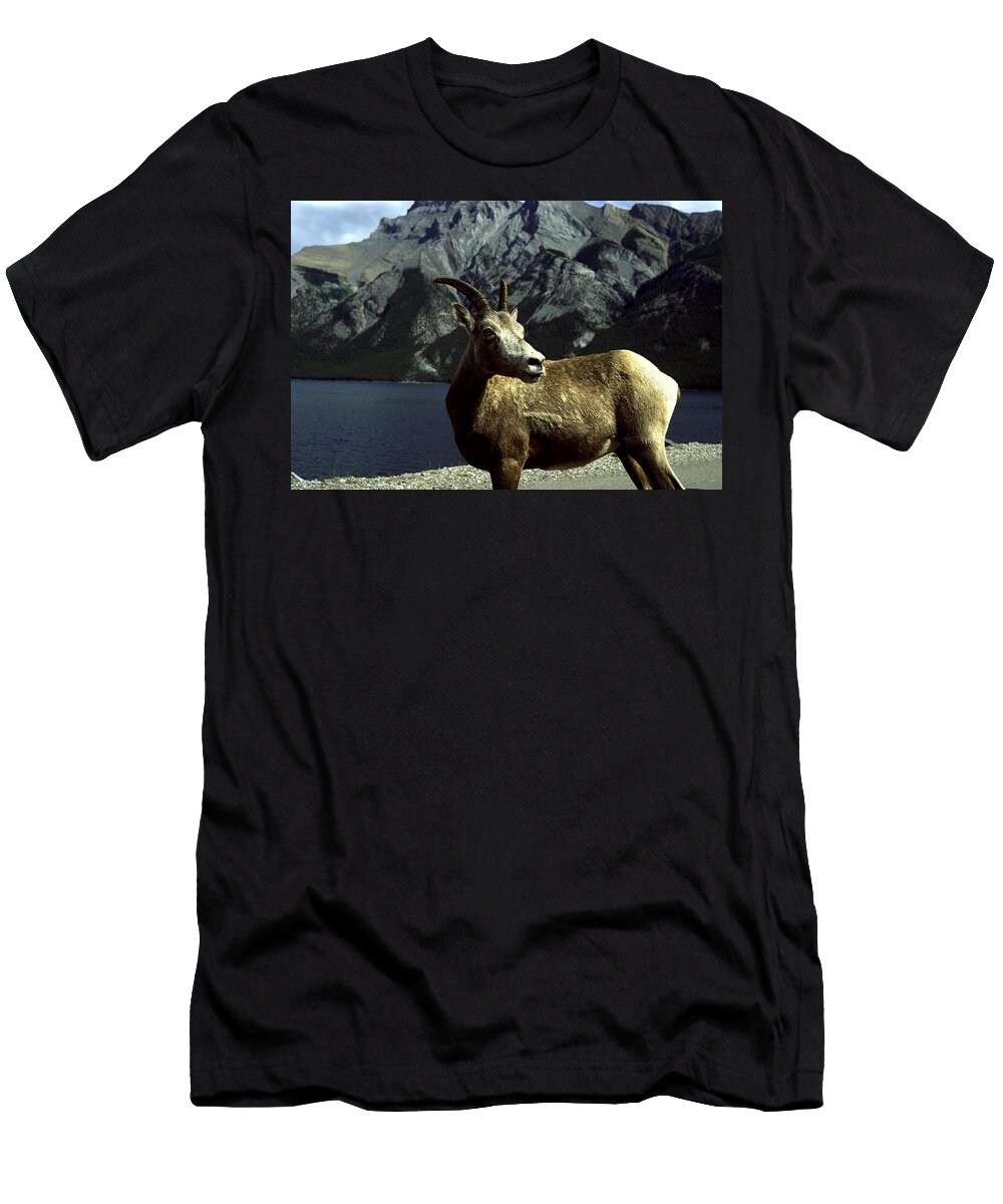 Bighorn Sheep T-Shirt featuring the photograph Bighorn Sheep by Sally Weigand