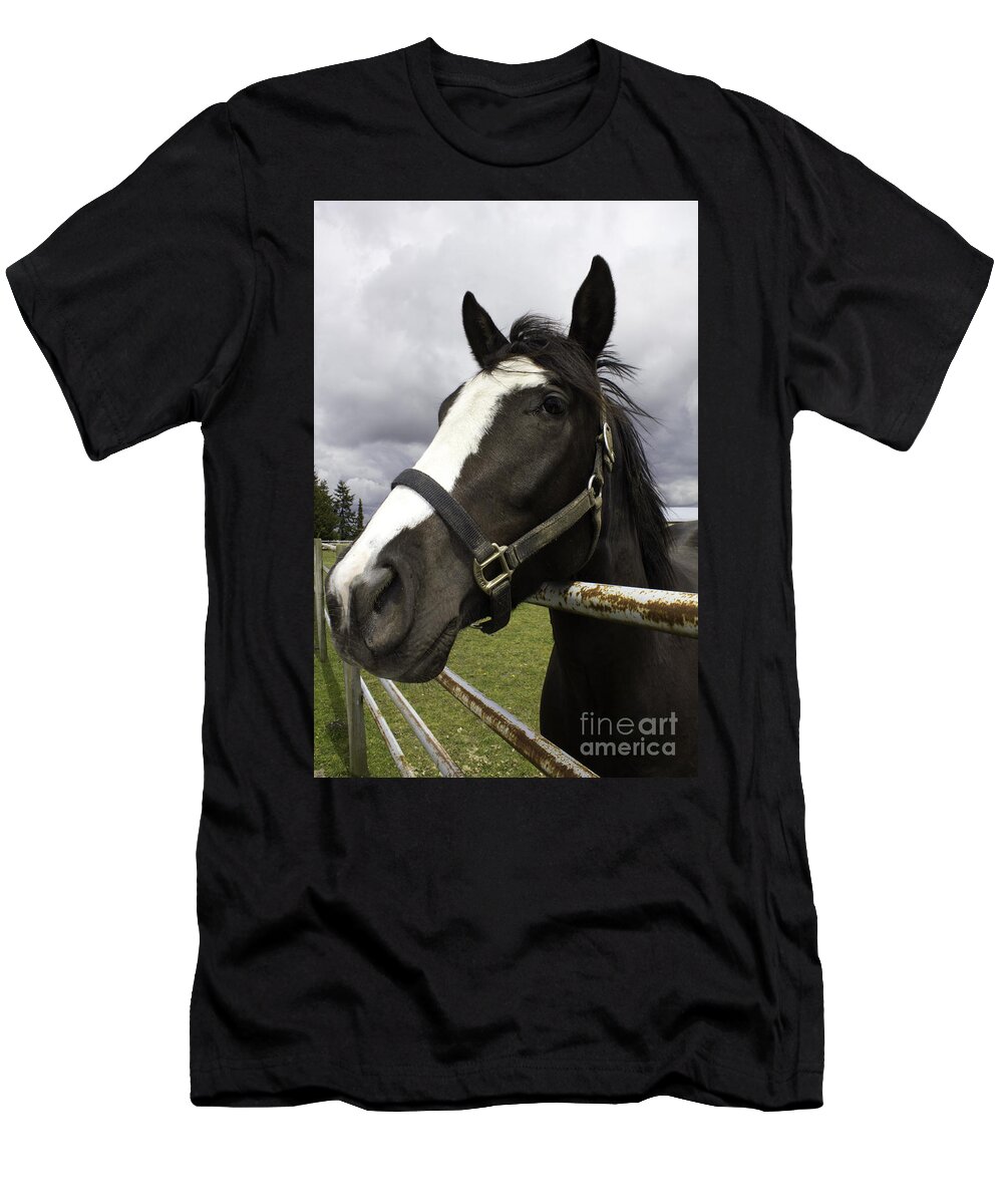 Black Horse With White Muzzle T-Shirt featuring the photograph Black horse by Donna L Munro