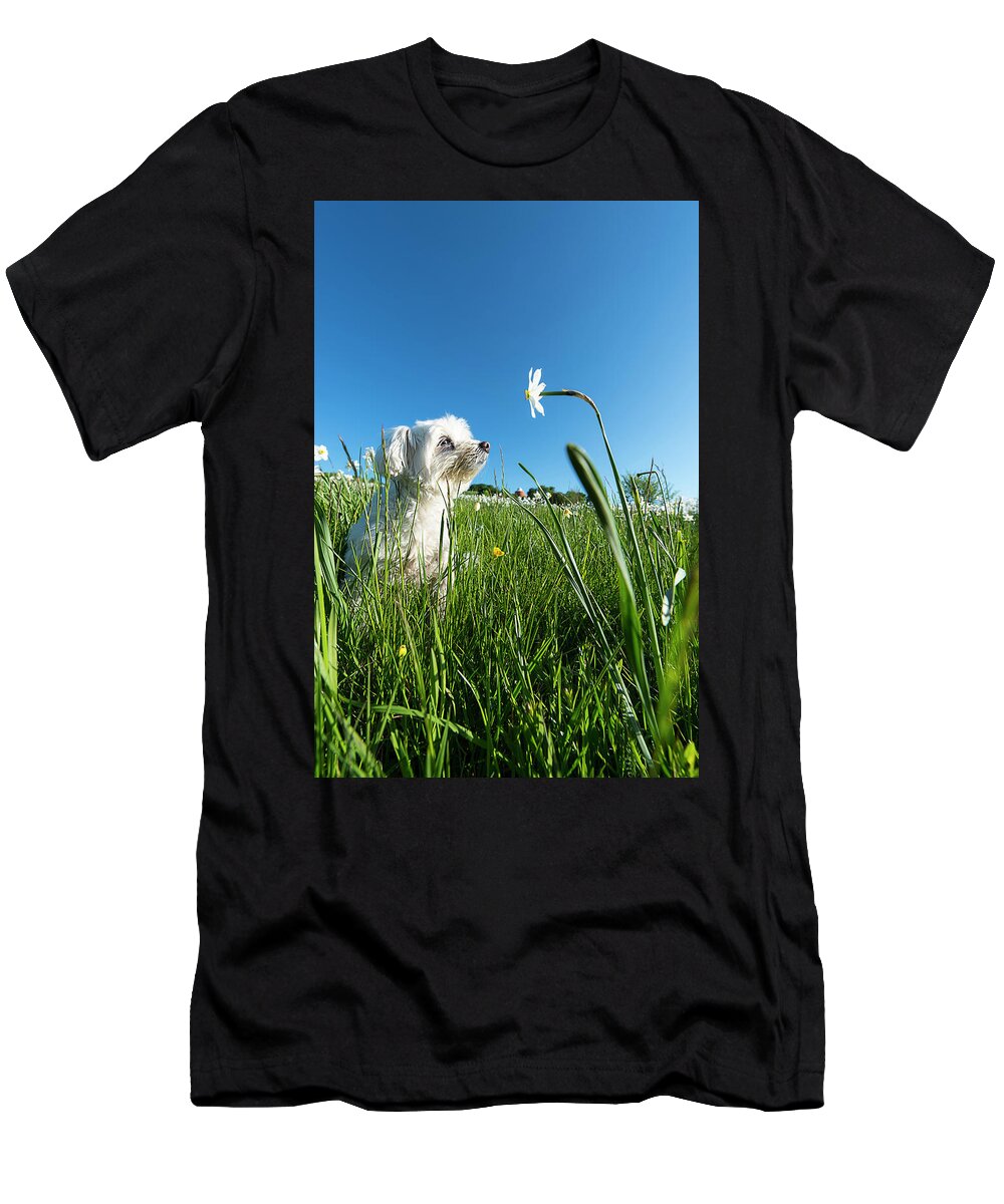 Parco Dell'antola T-Shirt featuring the photograph Blooming Daffodils In The Antola Park With Maltese IIi by Enrico Pelos
