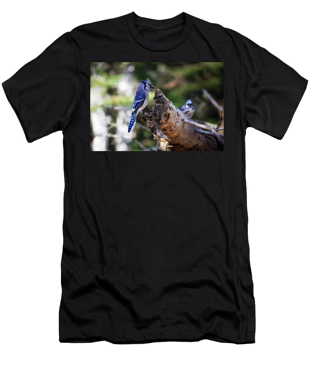 Algonquin Park T-Shirt featuring the photograph Blue Jay 2 by Gary Hall