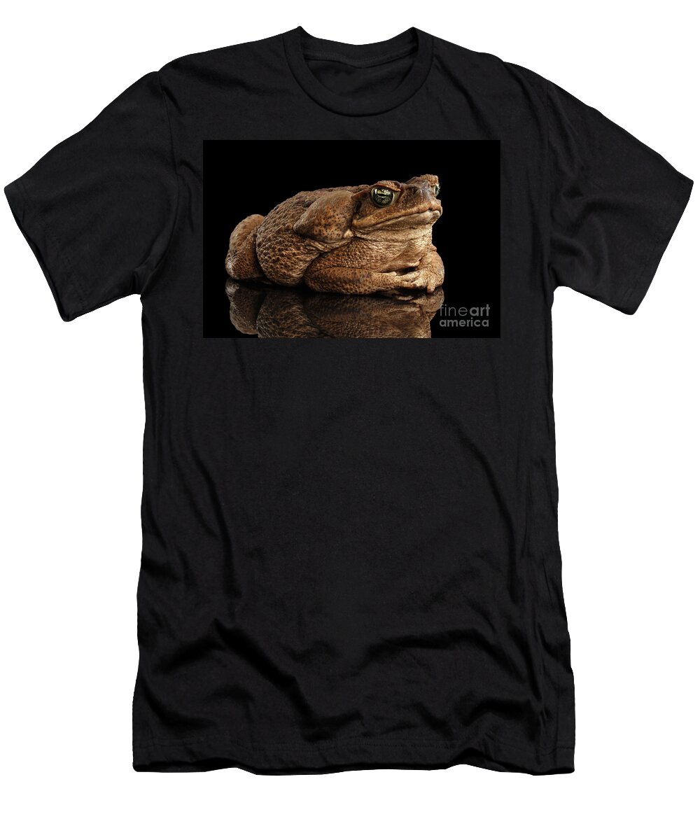Toad T-Shirt featuring the photograph Cane Toad - Bufo marinus, giant neotropical or marine toad Isolated on Black Background by Sergey Taran