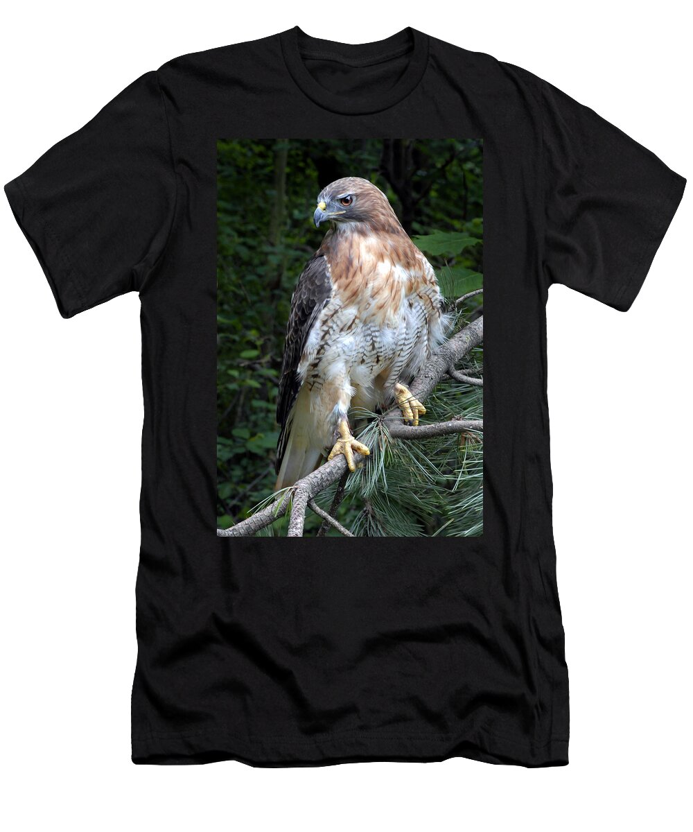 Coopers Hawk T-Shirt featuring the photograph Coopers Hawk by Dave Mills