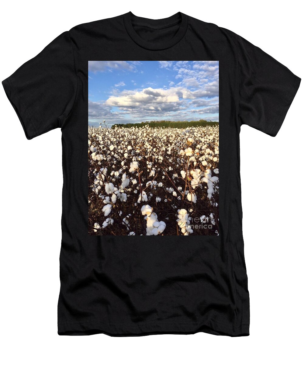 Cotton Field T-Shirt featuring the photograph Cotton Field in South Carolina by Flavia Westerwelle