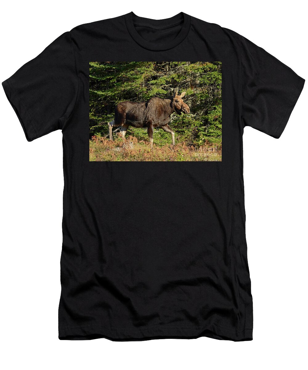 Moose T-Shirt featuring the photograph Cow Moose by Alana Ranney