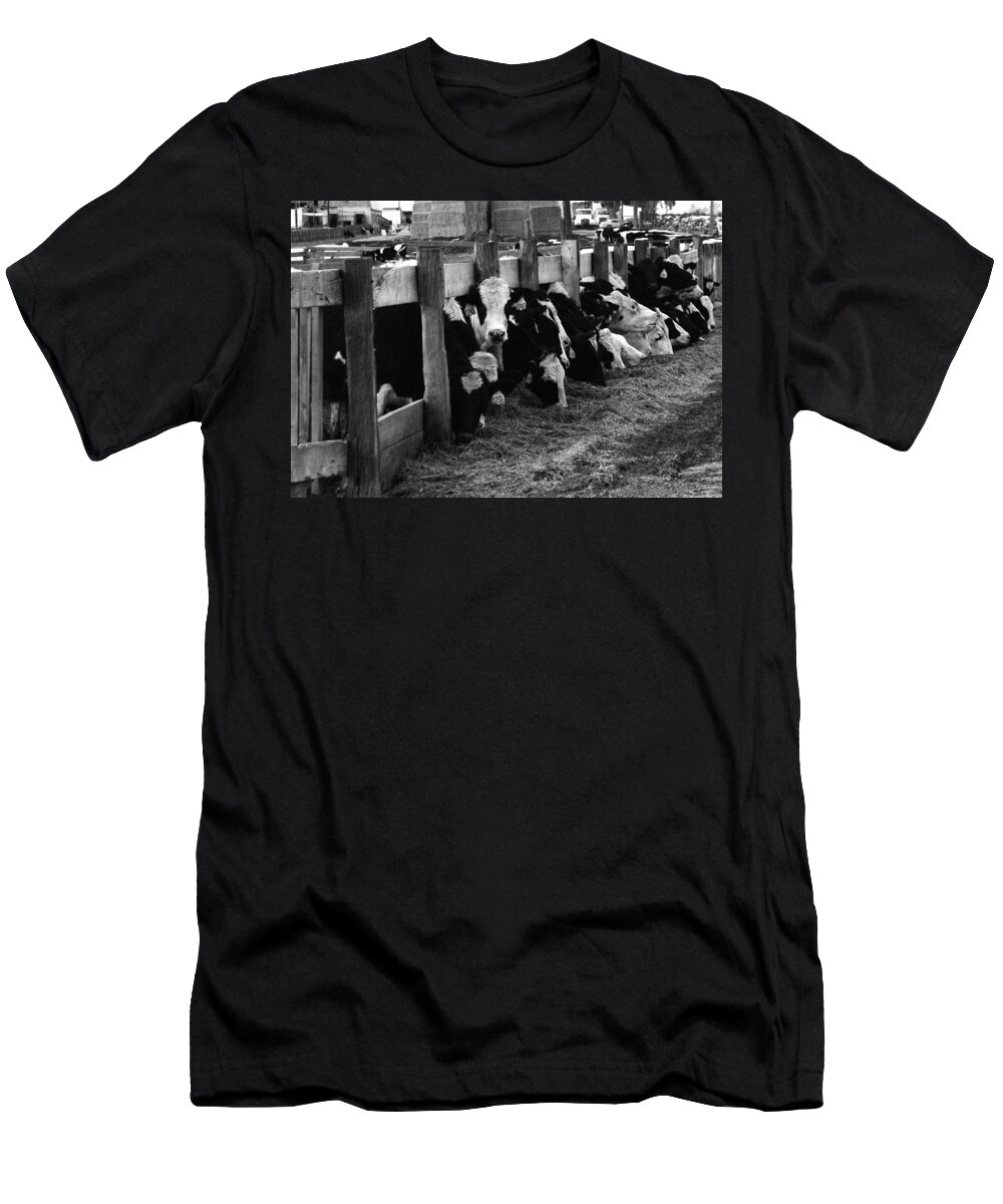 Cows T-Shirt featuring the photograph Cows in Black and White by Angie Tirado