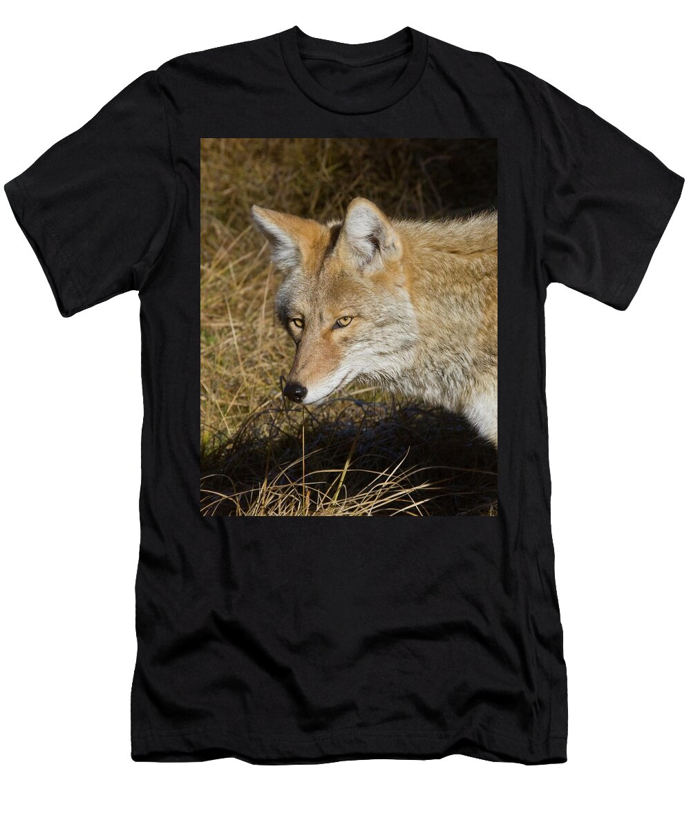 Wild Places T-Shirt featuring the photograph Coyote in the Wild by Mark Miller
