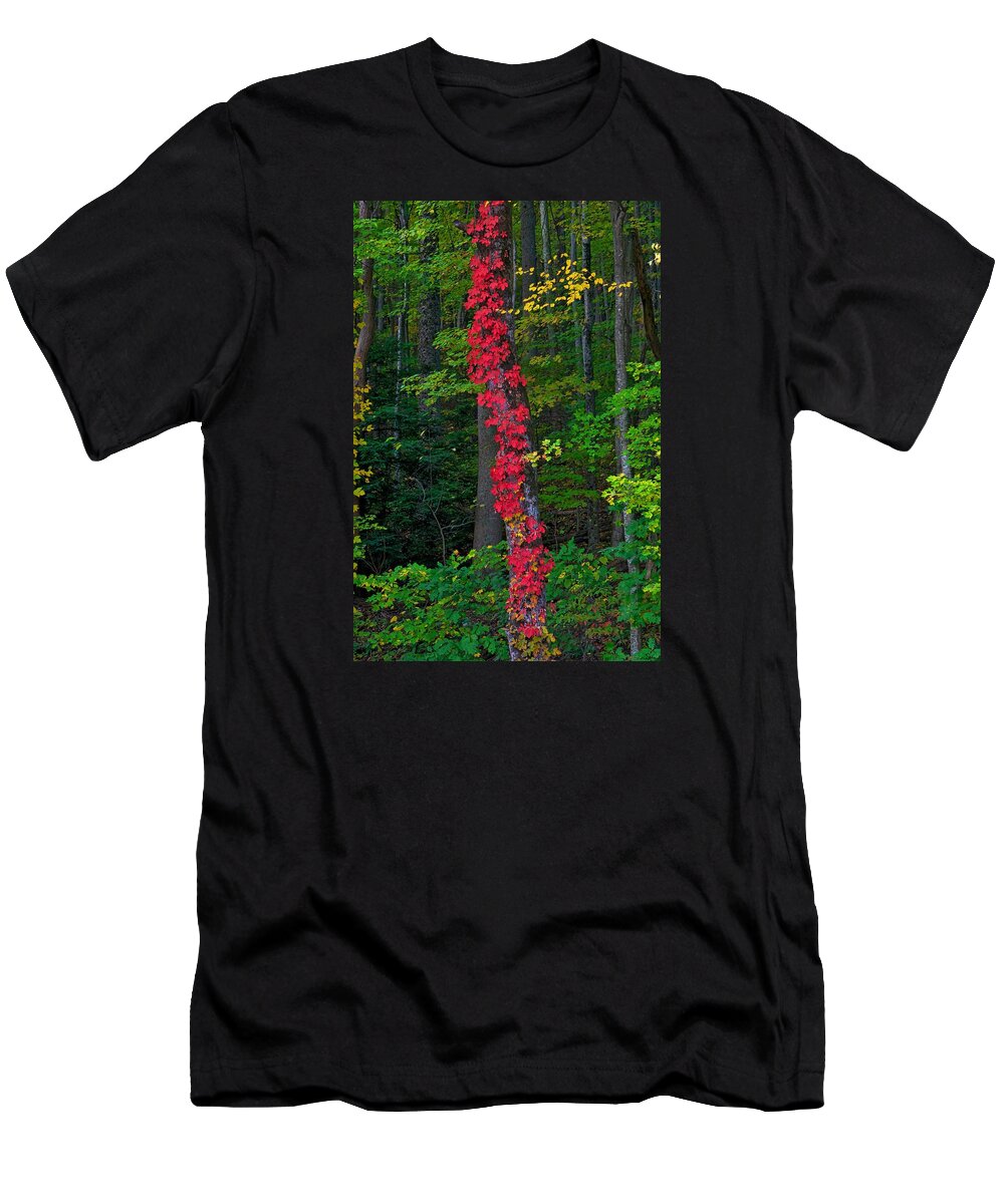Fall Foliage This Year In Great Smoky Mountains National Park In Tennessee And North Carolina Was Spectacular; The best In Years Some Said. Of All The Blazing Colors In The Park T-Shirt featuring the photograph Crimson Creeper by Steve Luther