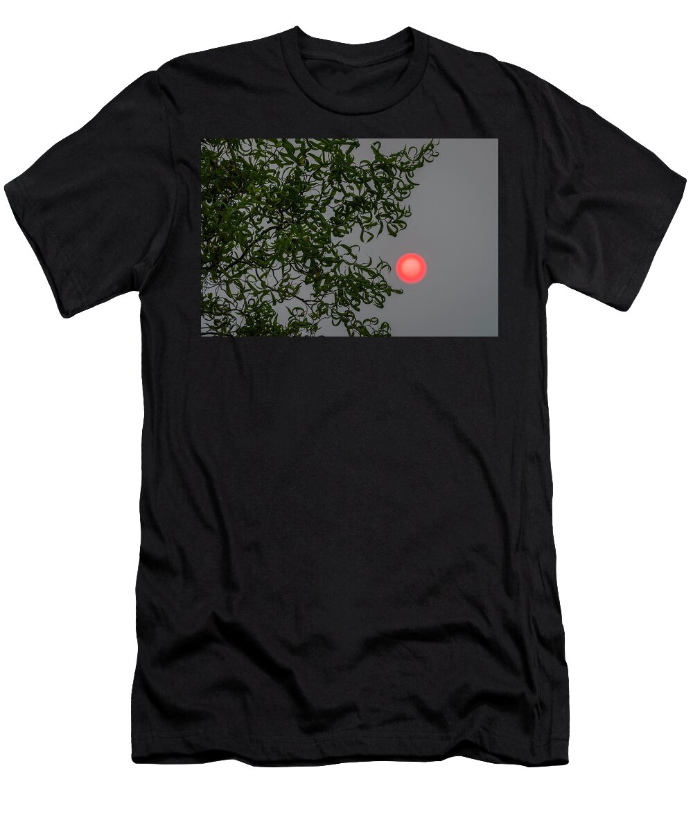 Astoria T-Shirt featuring the photograph Curly Willow and Sun by Robert Potts