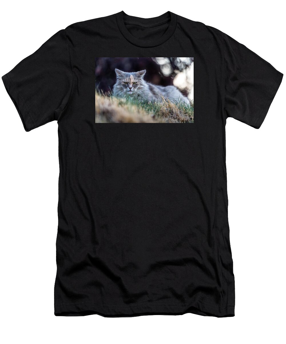 Cat T-Shirt featuring the photograph Disturbed Cat - Grace by Everet Regal