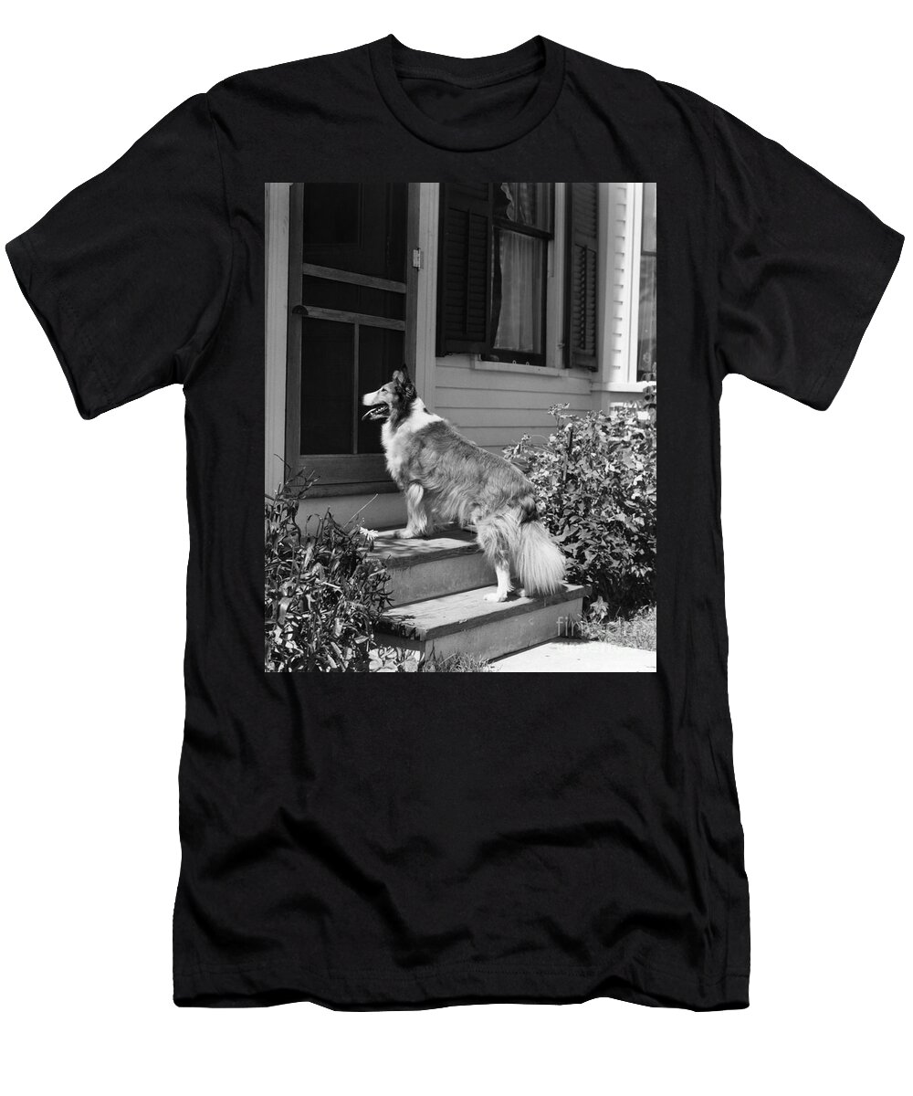 1930s T-Shirt featuring the photograph Dog Waiting To Be Let In To House by H. Armstrong Roberts/ClassicStock